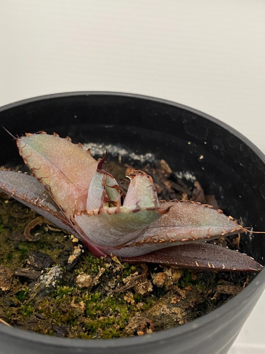 6387 「激レア高級品種】アガベ チタノタ 藍鯨 植え【発根・超厳選極上子株・Agave titanota】の画像4