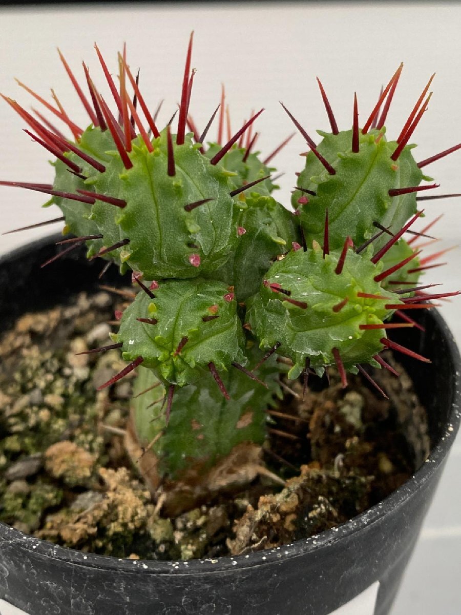 6902 「実生」Euphorbia heptagona 【多肉植物・ユーフォルビア ・南アフリカ産種子】の画像1