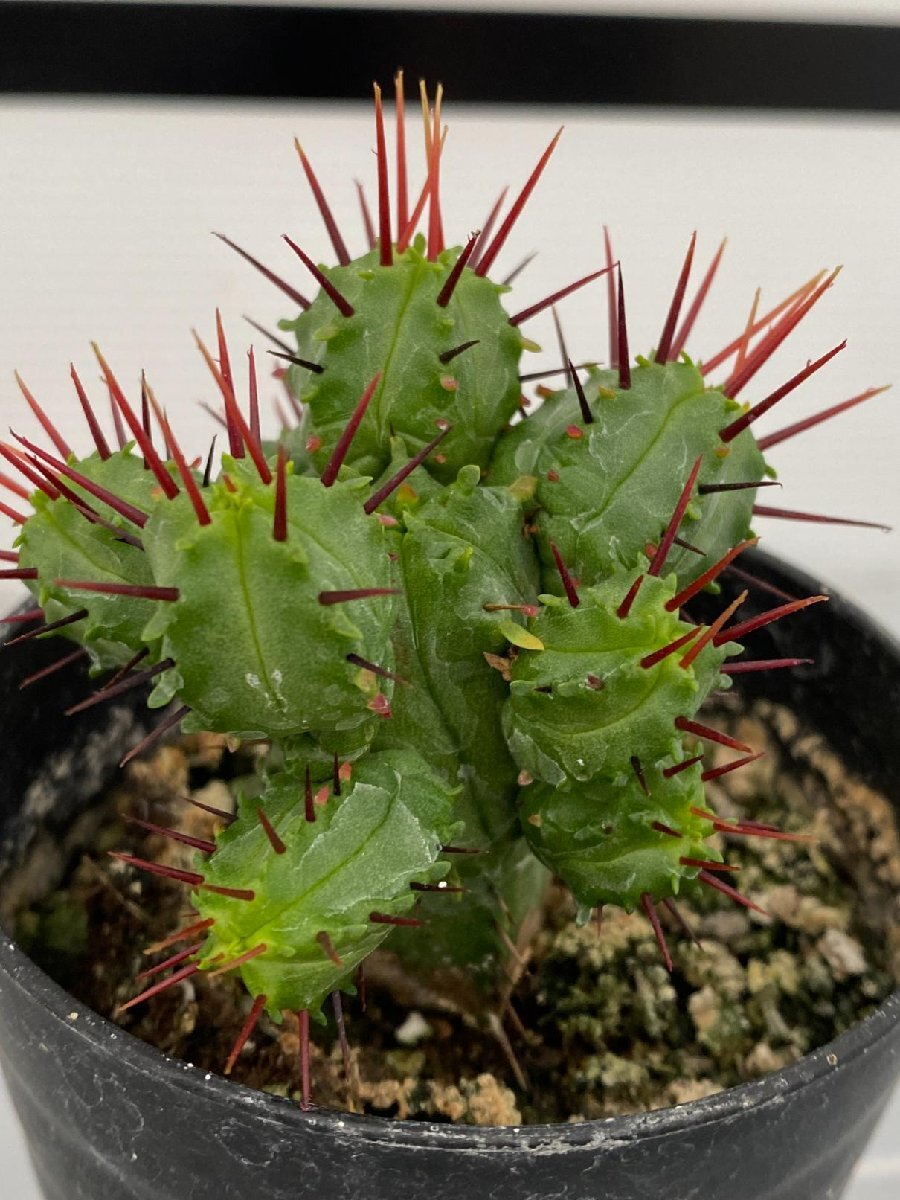 6902 「実生」Euphorbia heptagona 【多肉植物・ユーフォルビア ・南アフリカ産種子】の画像3