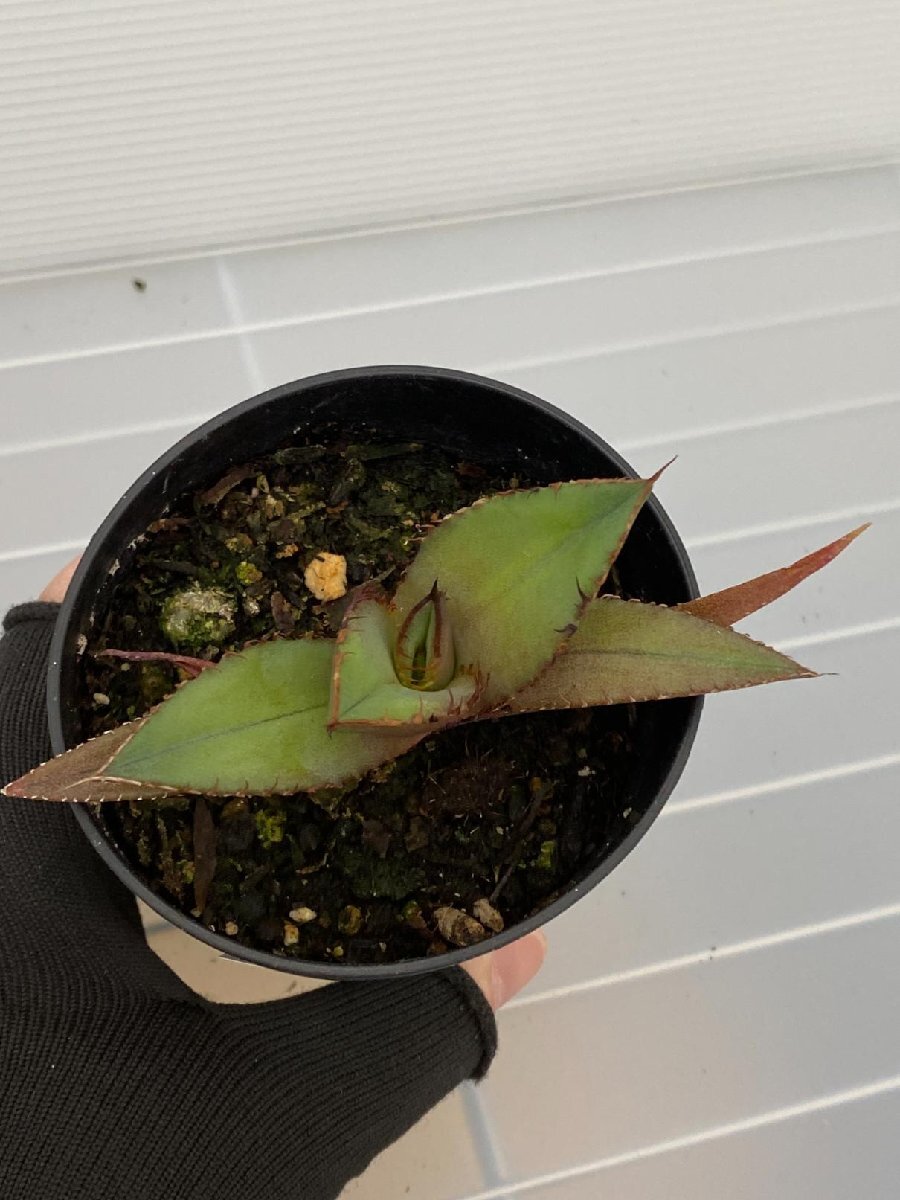 6374 「激レア高級品種】アガベ チタノタ 黒火 植え【発根・多肉植物・子株・Agave titanota Black Fire】の画像7