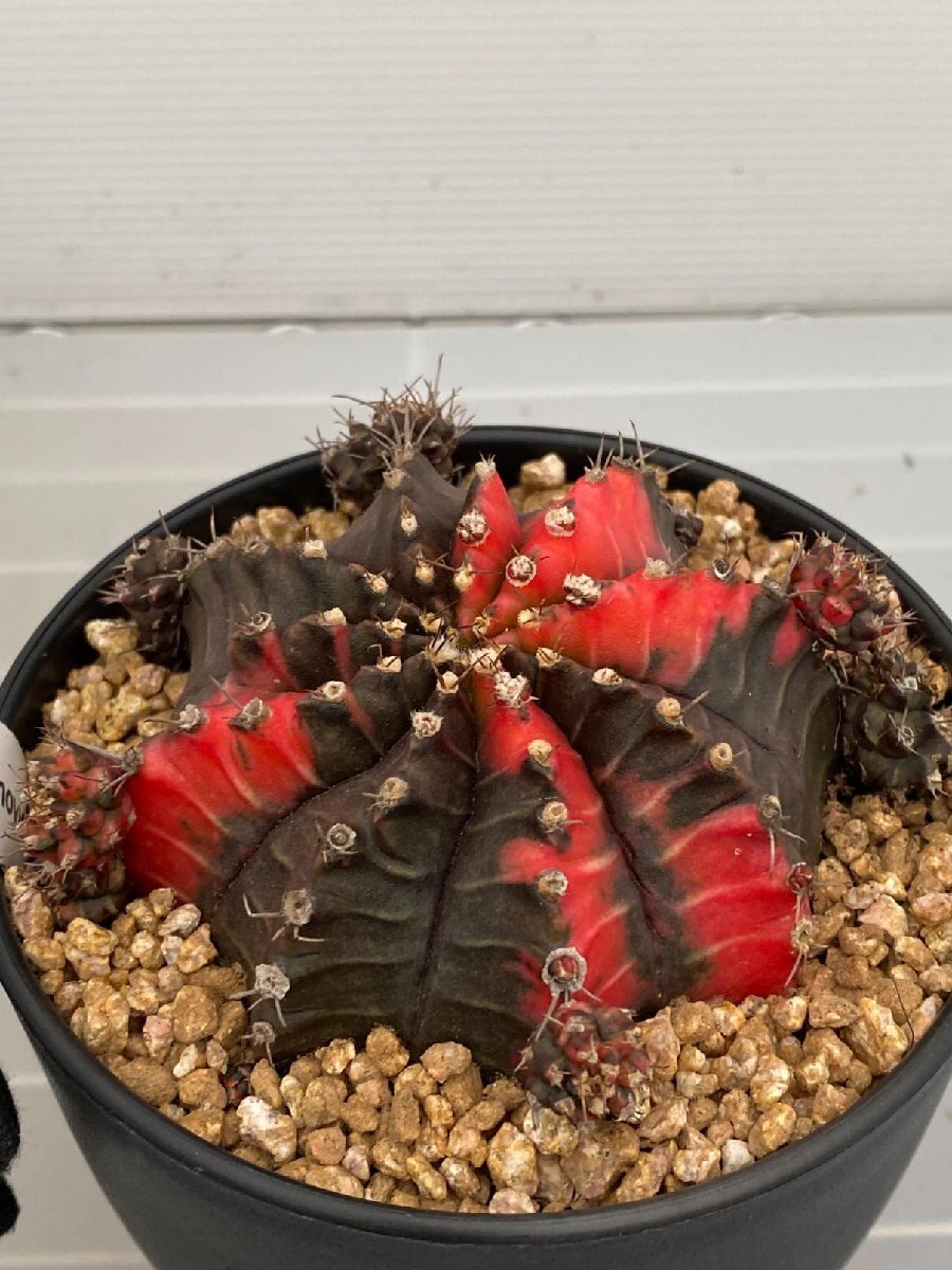 6998 「多肉植物I」ギムノカリキウム ミハノビッチ 植え【発根・美株・Gymnocalycium mihanovichii・サボテン】_画像1