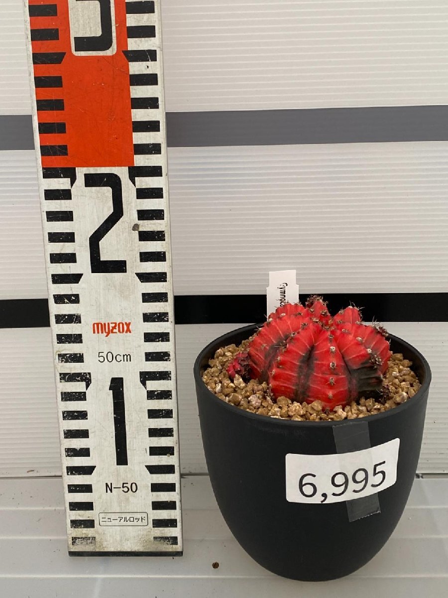 6995 「多肉植物I」ギムノカリキウム ミハノビッチ 植え【発根・美株・Gymnocalycium mihanovichii・サボテン】_画像5