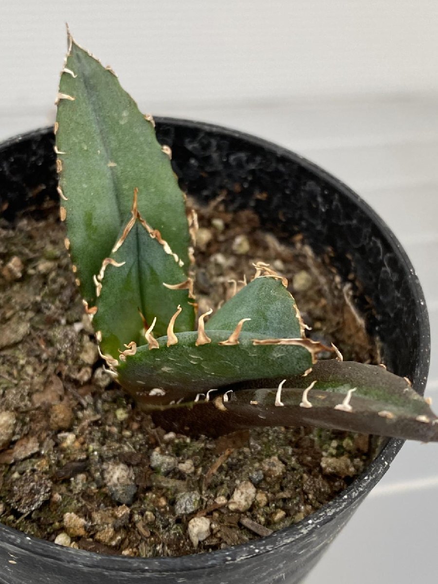 6510 「激レア高級品種」アガベ チタノタ 白鯨 植え【発根・Agave Titanota White Whale・】の画像4