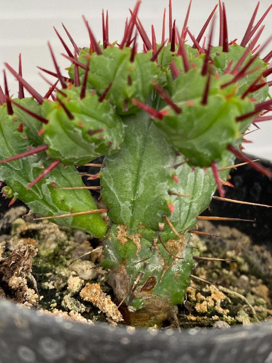 6901 「実生」Euphorbia heptagona 【多肉植物・ユーフォルビア ・南アフリカ産種子】の画像2