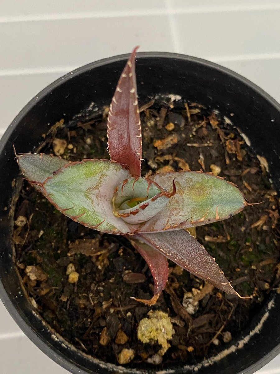 6381 「激レア高級品種】アガベ チタノタ 藍鯨 植え【発根・超厳選極上子株・Agave titanota】_画像2