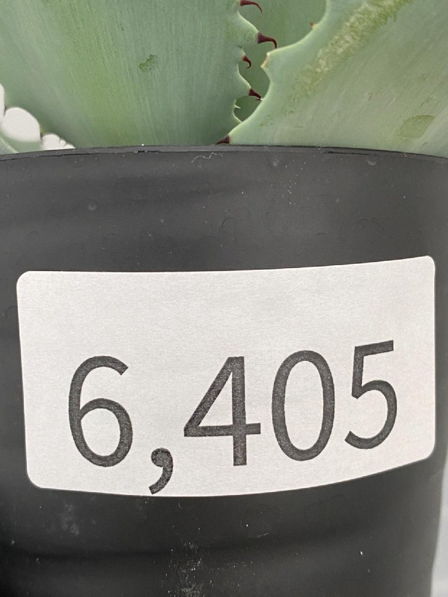 6405 「多肉植物」アガベ ポタトラム “スポーン” 【発根・リュウゼツラン・ Agave potatorum “spawn”】の画像6