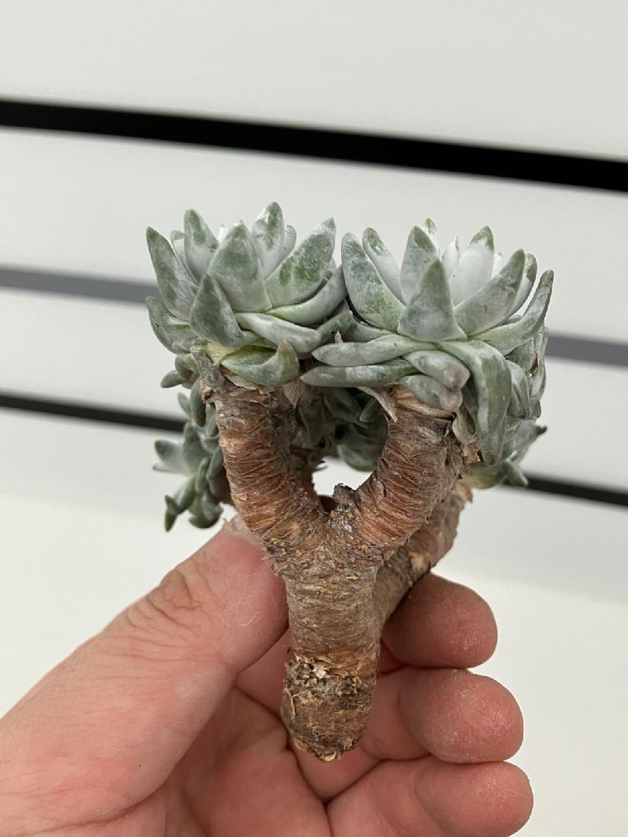 7169 「多肉植物」ダドレア グノマ 抜き苗【最新到着・塊根植物・美株・Dudleya gnoma・検）グリーニー】_画像10