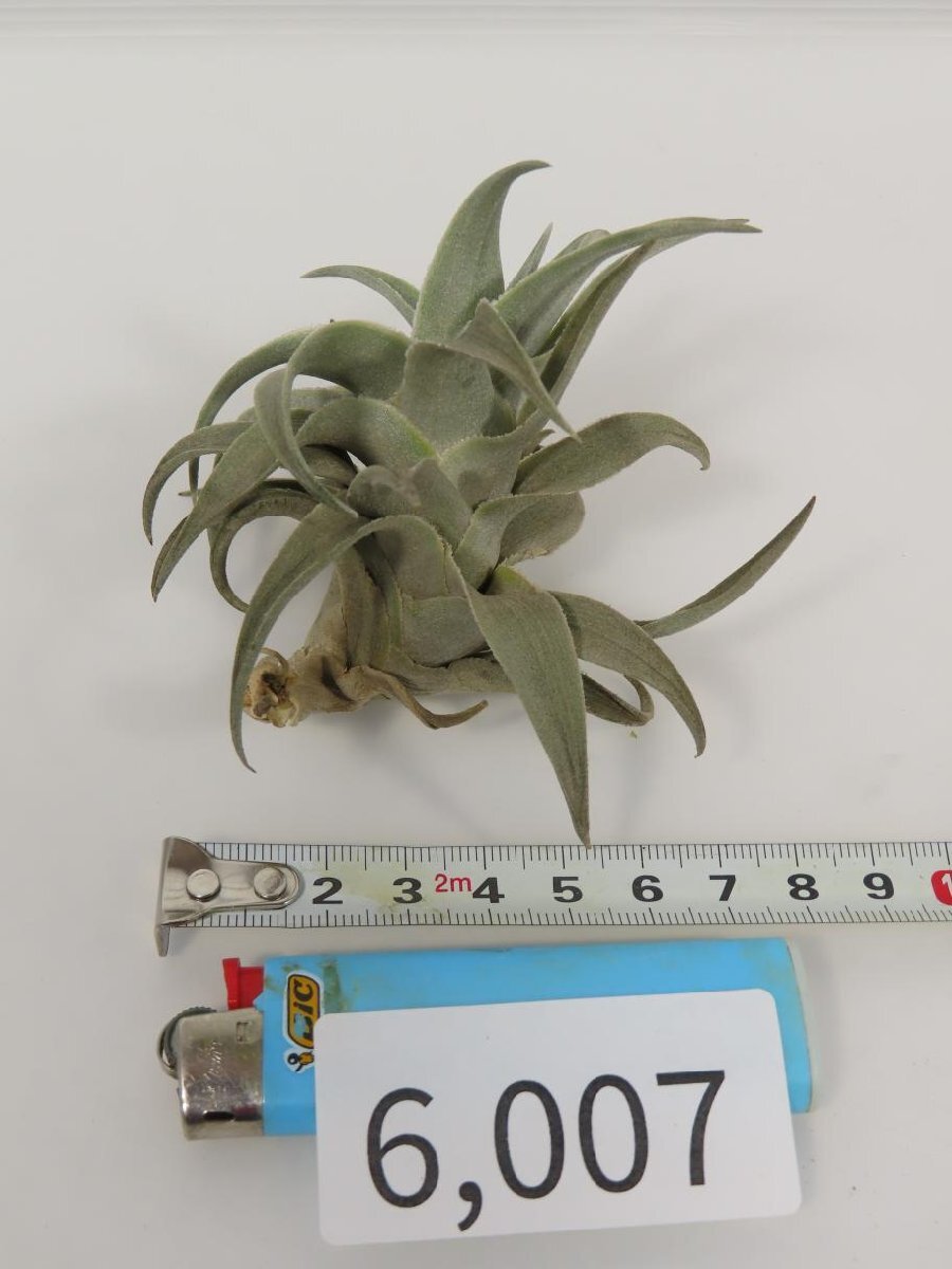 6007 「エアプランツ」tillandsia latifolia white 抜き苗【・希少・美株・チランジア】_画像5