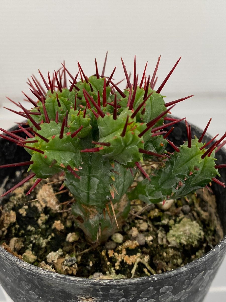 6901 「実生」Euphorbia heptagona 【多肉植物・ユーフォルビア ・南アフリカ産種子】の画像1