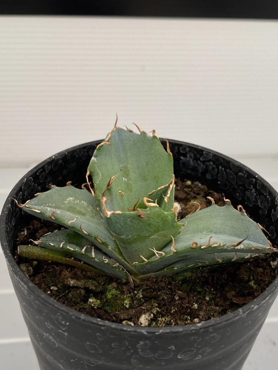 6534 「多肉植物】アガベ ホワイトアイス【発根・子株・agave white ice】の画像3