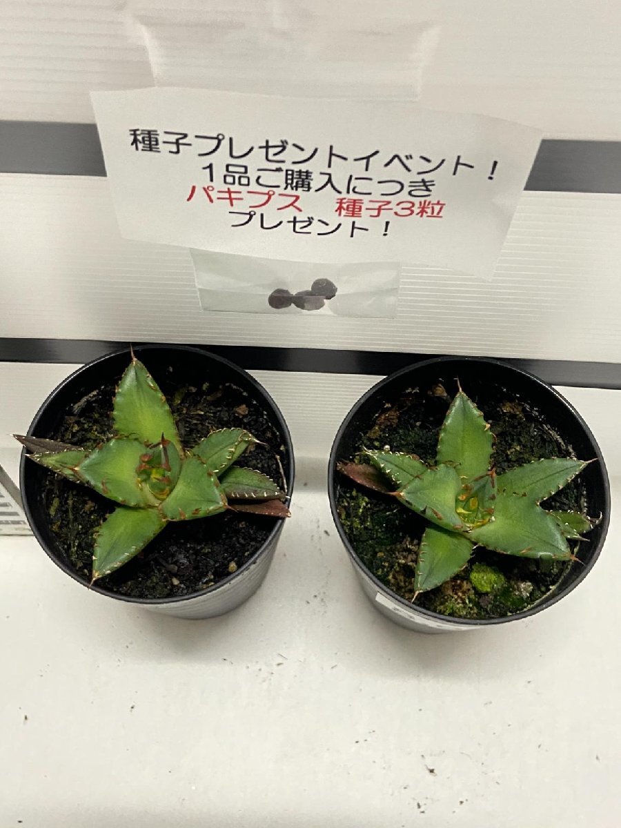 8932 「高級】アガベ チタノタ 姫仁王冠 2株セット【発根・多肉植物・子株・Agave titanota・購入でパキプス種子プレゼント】の画像4