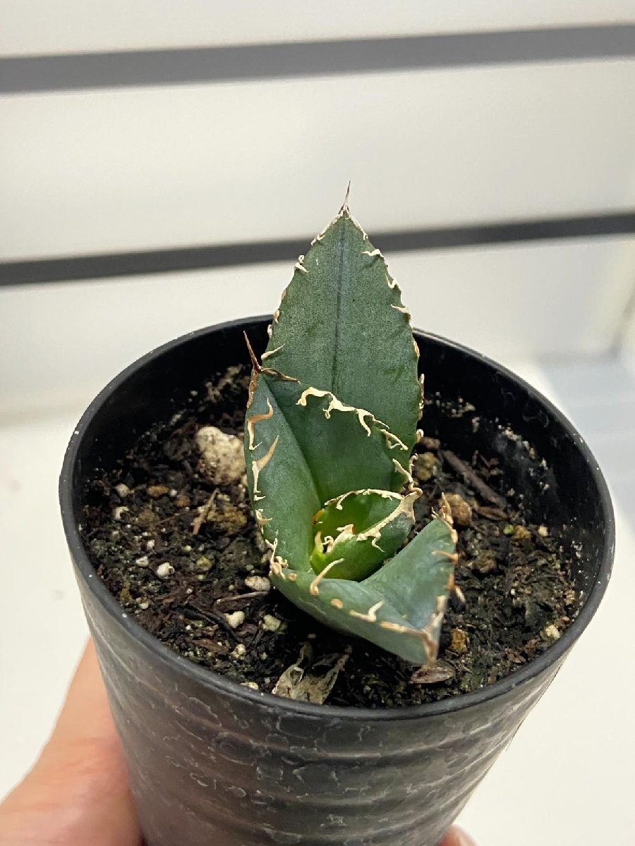 8971 「激レア高級品種」アガベ チタノタ 白鯨 植え【発根・Agave Titanota White Whale・購入でパキプス種子プレゼント】の画像7