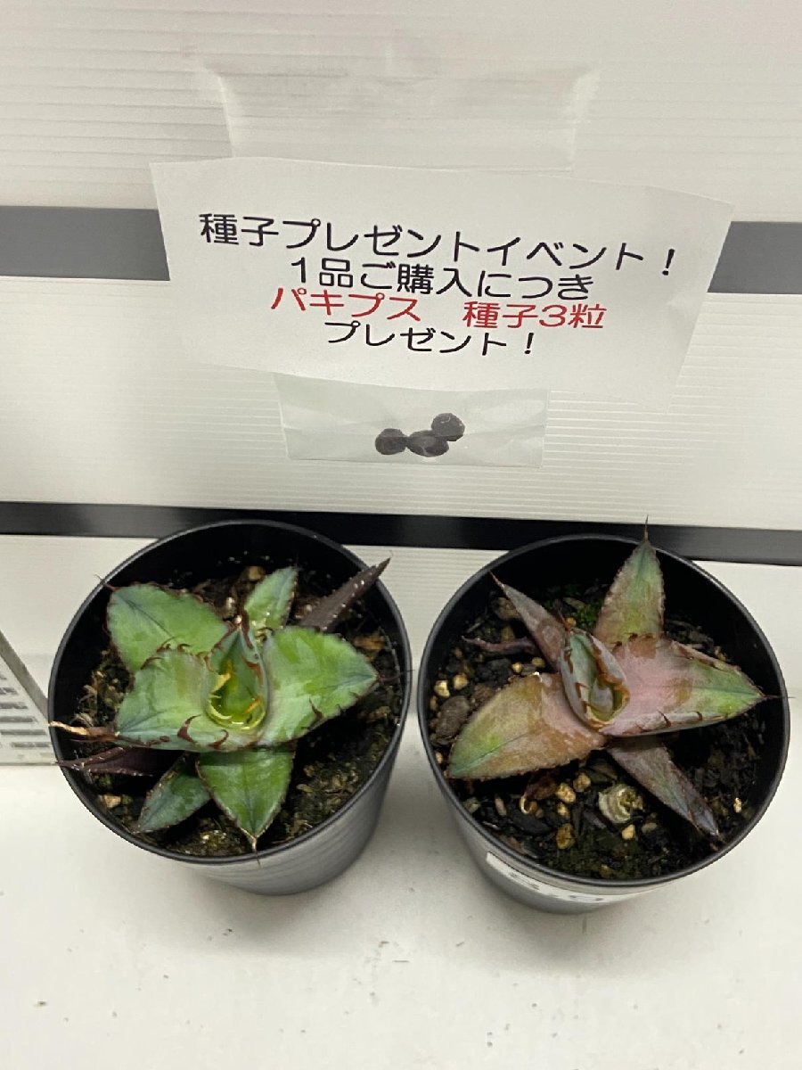 8926 「高級】アガベ チタノタ 藍鯨 2株セット【発根・超厳選極上子株・Agave titanota・購入でパキプス種子プレゼント】_画像4