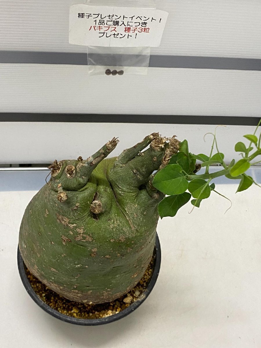 8730 「塊根植物」アデニア スピノーサ 大 植え【未発根・Adenia spinosa・多肉植物・購入でパキプス種子プレゼント】_画像4