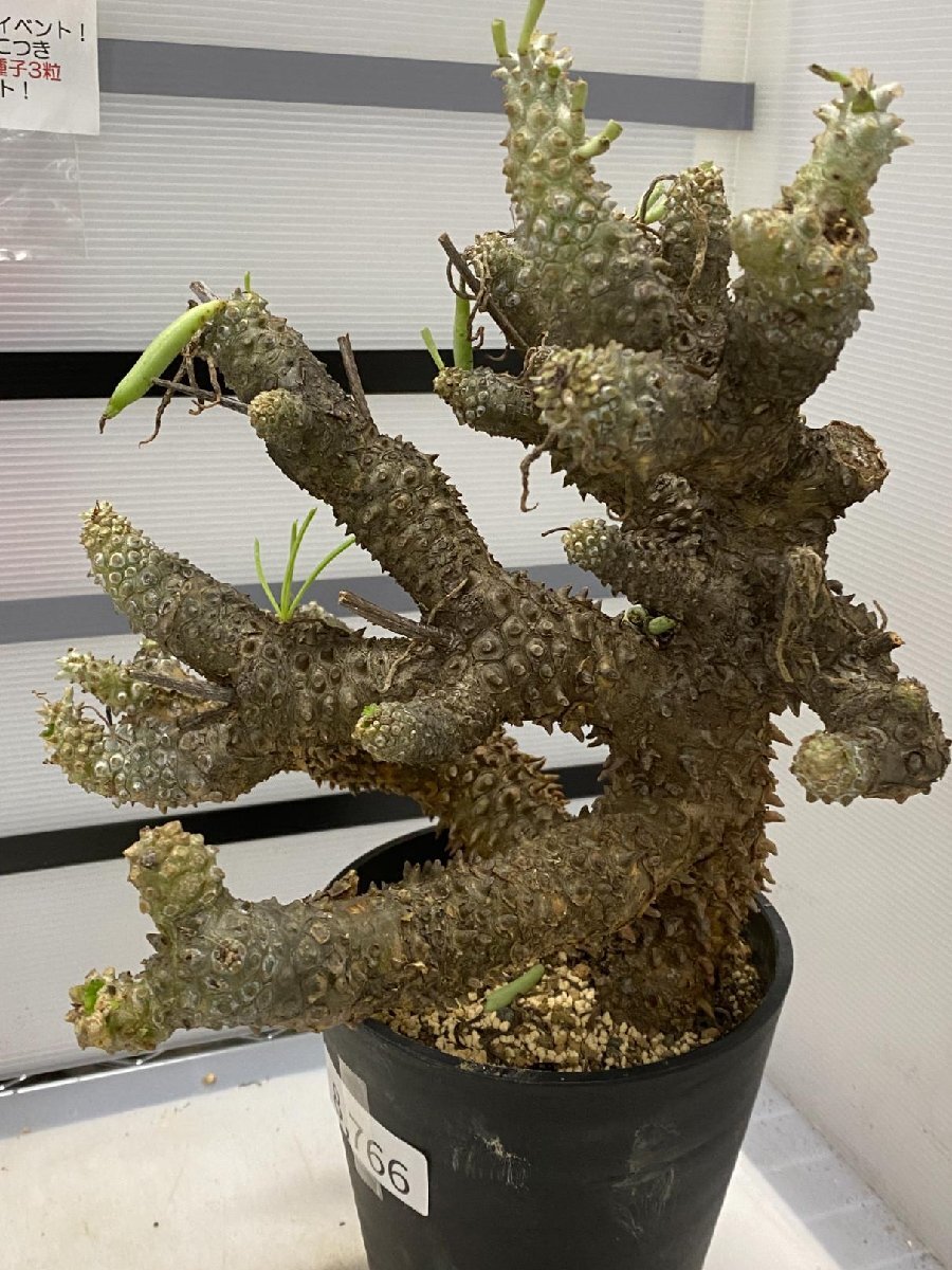 8766 「塊根植物」チレコドン ワリチー大 植え【発根・Tylecodon wallichii・多肉植物・購入でパキプス種子プレゼント】_画像8