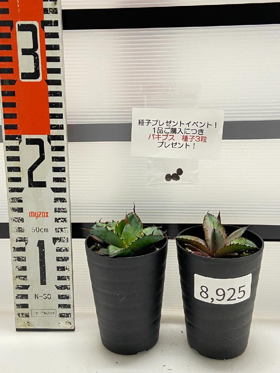 8925 「高級】アガベ チタノタ 藍鯨 2株セット【発根・超厳選極上子株・Agave titanota・購入でパキプス種子プレゼント】の画像2