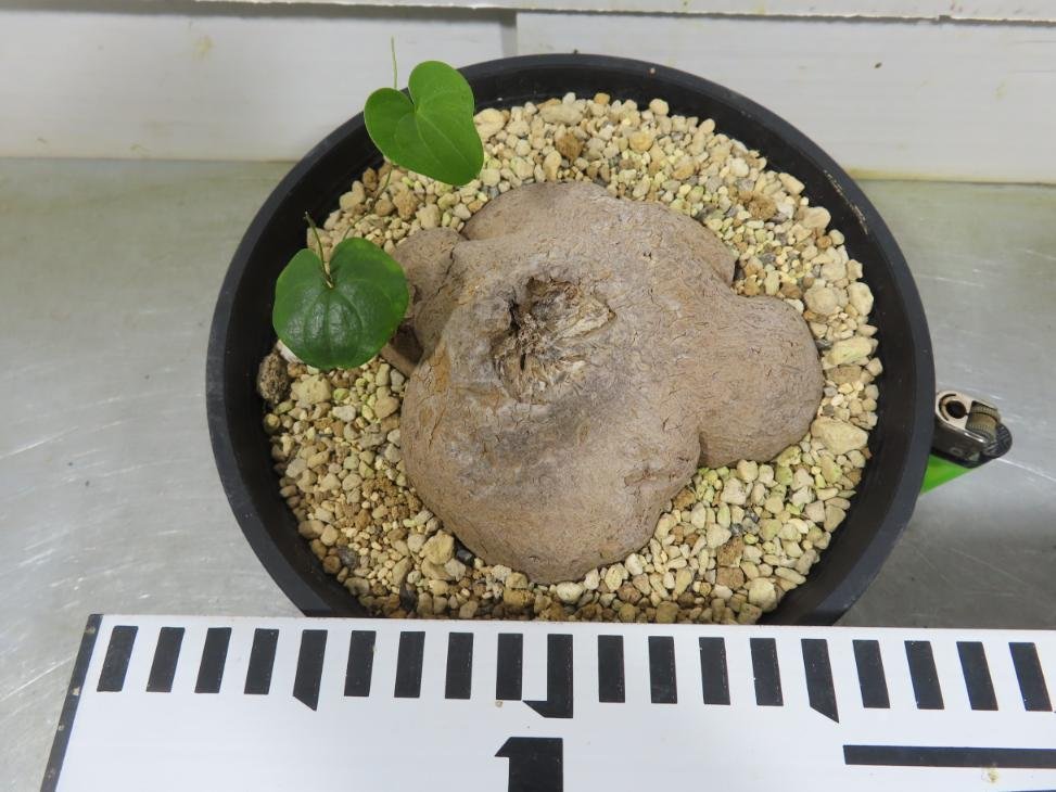 8422 「塊根植物」ディオスコレア シルバチカ 亀甲竜 植え【発根・多肉植物・Dioscorea sylvatica】_画像4