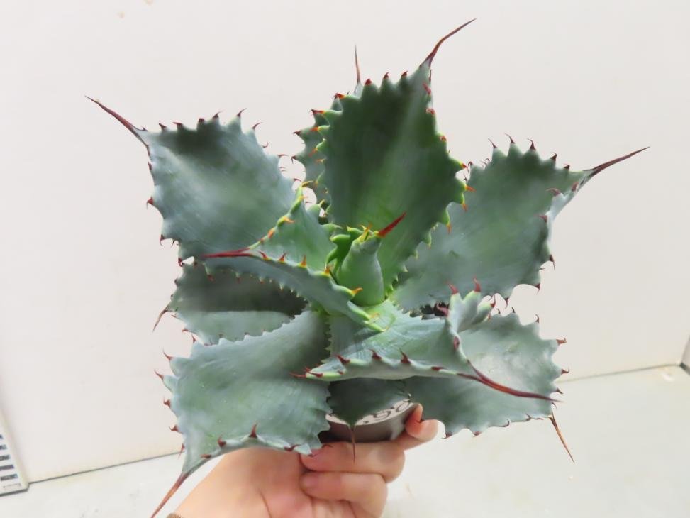 8908 「多肉植物」アガベ ポタトラム “スポーン” 植え【発根・リュウゼツラン・ Agave potatorum “spawn”・残り僅か】_画像8