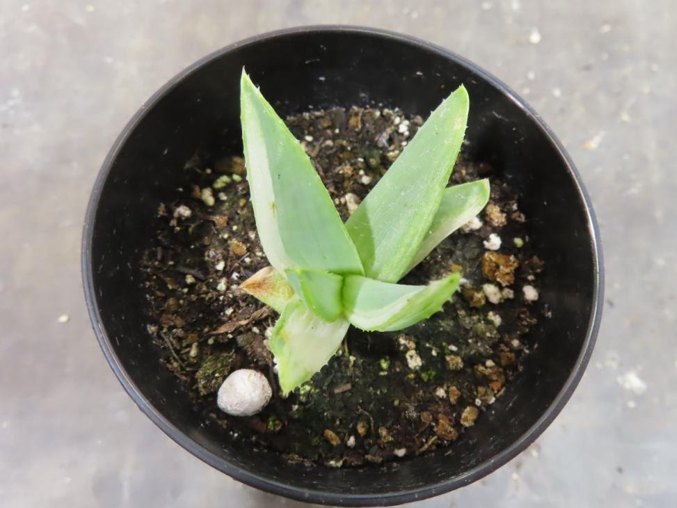 Yahoo!オークション - 4877 「多肉植物」アロエ ポリフィラ Yahoo!オークション - 4877 「多肉植物」アロエ ポリフィラ
