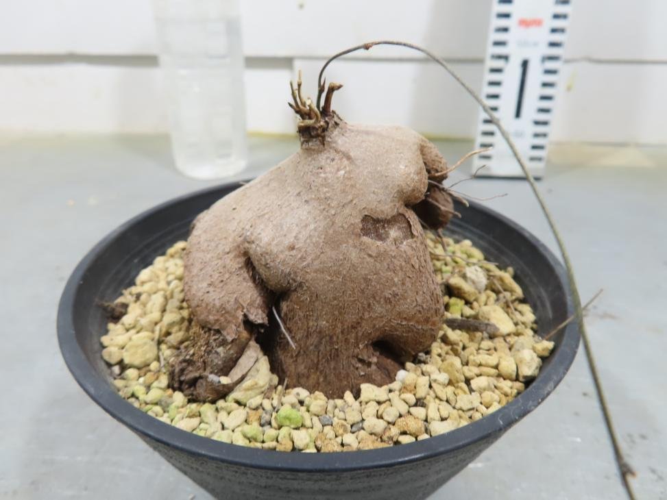 4946 「塊根植物」ディオスコレア　シルバチカ　亀甲竜 植え【発根・多肉植物・Dioscorea sylvatica】_画像9