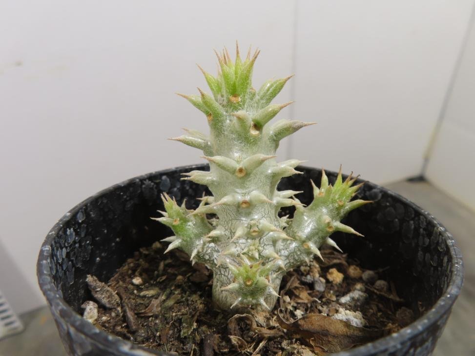 4850 「実生」パキポディウム グラキリスSP【種から発芽・発根・マダガスカル現地種・Pachypodium gracilius】_画像8