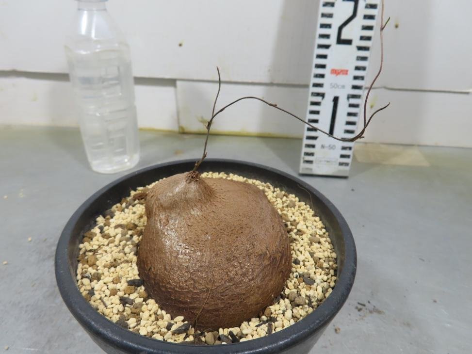 4950 「塊根植物」ディオスコレア　シルバチカ　亀甲竜 植え【発根・多肉植物・Dioscorea sylvatica】_画像1