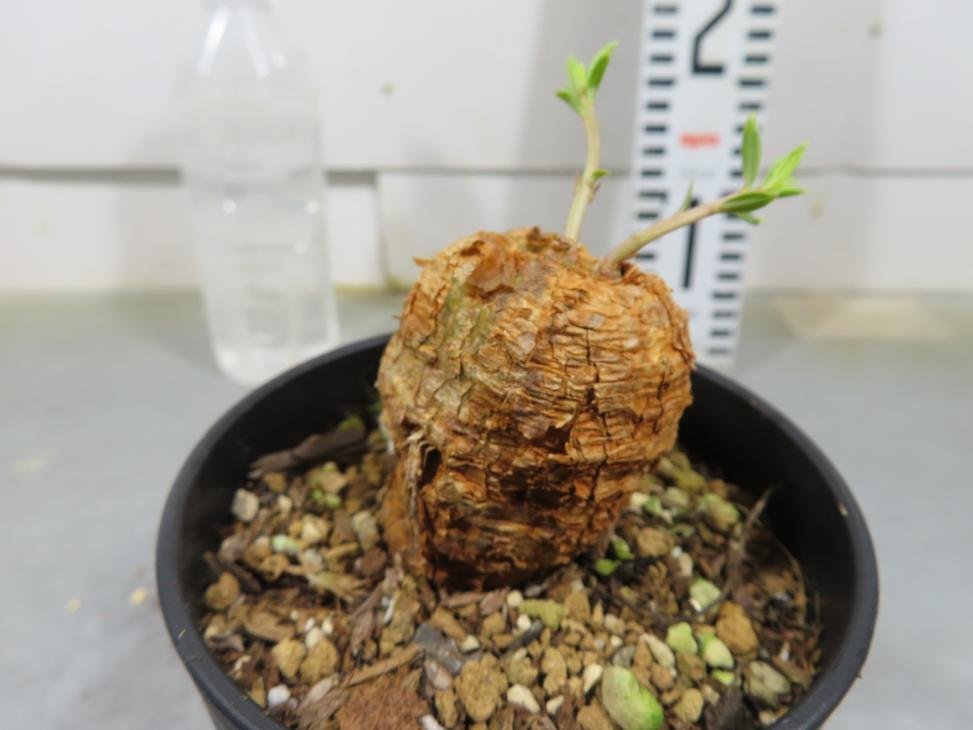 4922 「多肉植物」タリナム カフツム　植え【発根・Talinum caffrum・塊根植物】_画像7