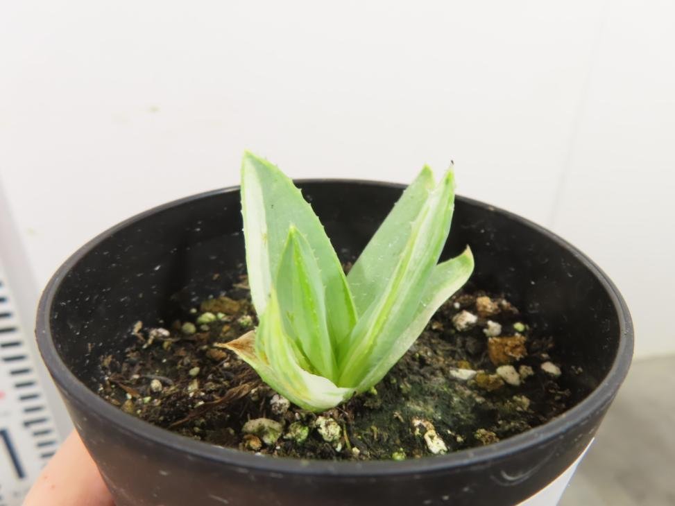 Yahoo!オークション - 4877 「多肉植物」アロエ ポリフィラ Yahoo!オークション - 4877 「多肉植物」アロエ ポリフィラ