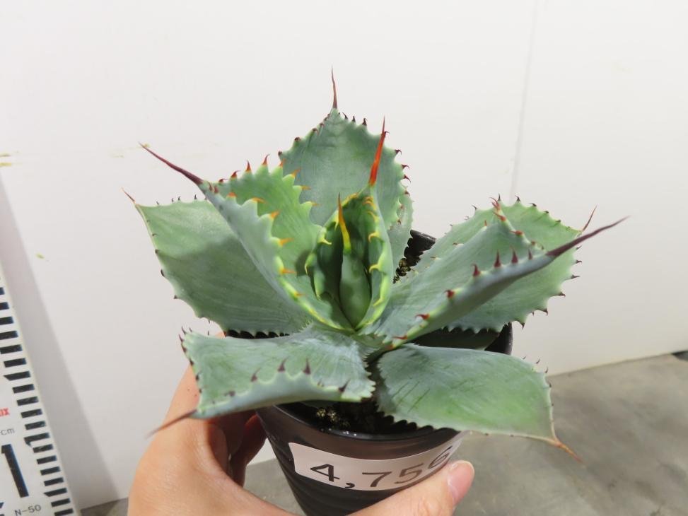 4756 「多肉植物」アガベ ポタトラム “スポーン” 植え【発根・リュウゼツラン・ Agave potatorum “spawn”・残り僅か】_画像4