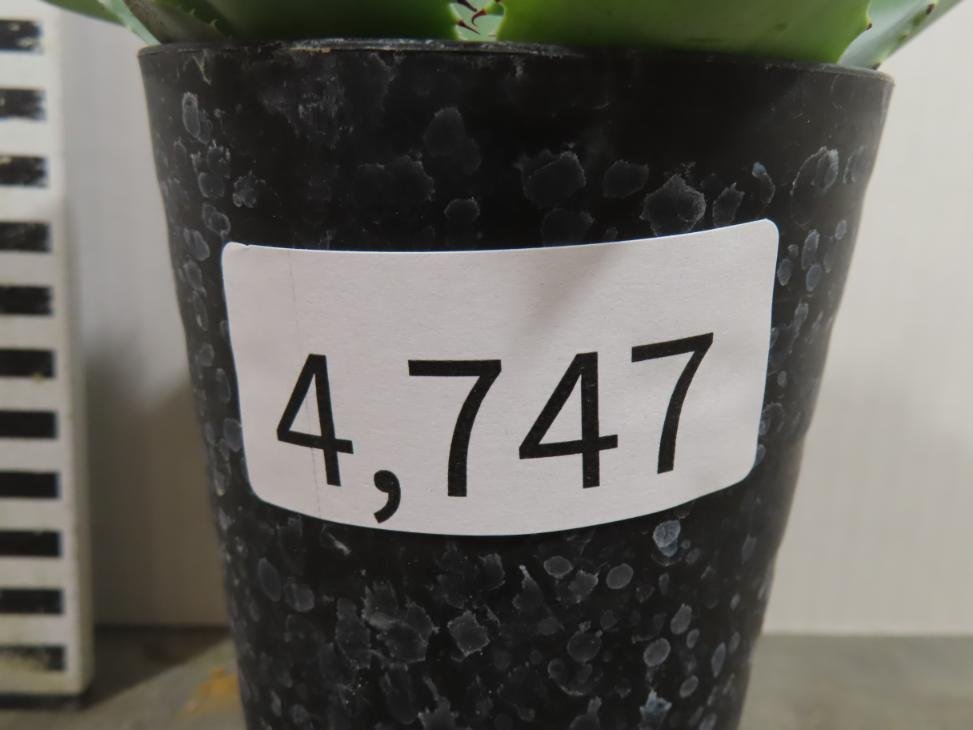 4747 「多肉植物」アガベ ポタトラム “スポーン” 植え【発根・リュウゼツラン・ Agave potatorum “spawn”・残り僅か】_画像7