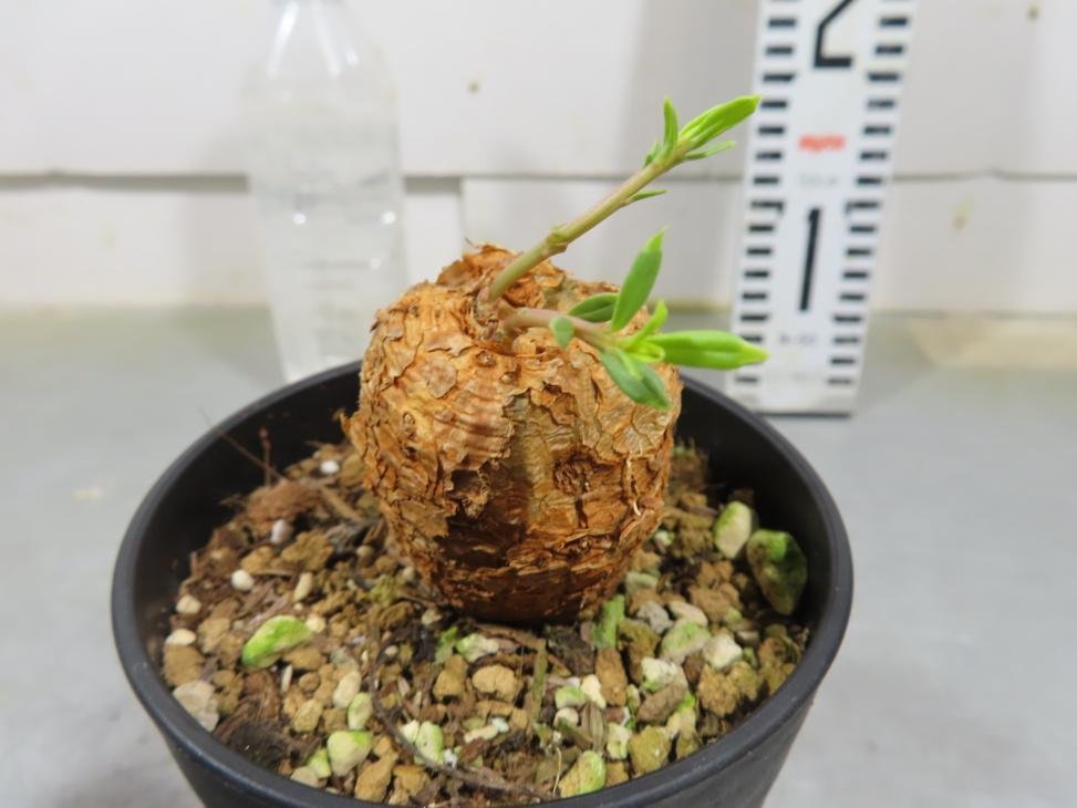 4922 「多肉植物」タリナム カフツム　植え【発根・Talinum caffrum・塊根植物】_画像1