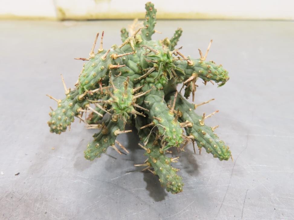 2231 「多肉植物」ユーフォルビア フスカ 抜き苗【3/9最新到着・塊根植物・Euphorbia fusca・蛮蛇頭】_画像7