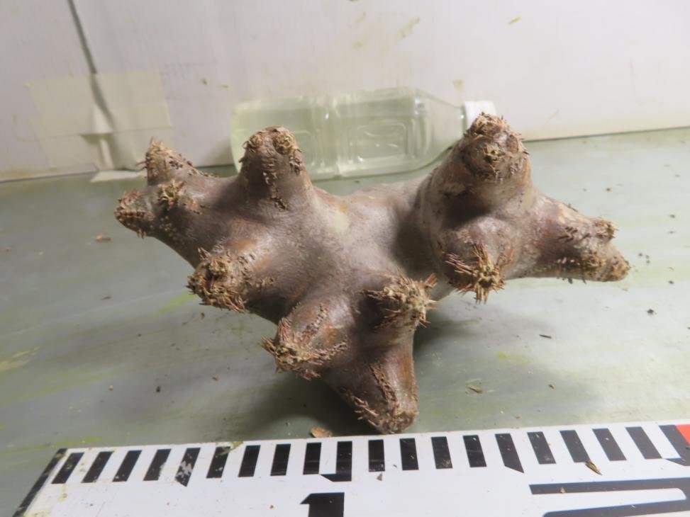 4155 「塊根植物」パキポディウム ブレビカリックス 抜き苗【Pachypodium brevicalyx・マダガスカル・根切り画像要確認】の画像6