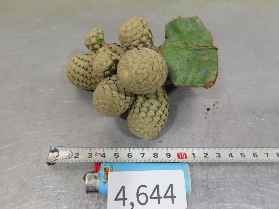 4644 「多肉植物I」ユーフォルビア ピスキデルミス 抜き苗【発根甘め・接ぎ木・Euphorbia piscidermis】_画像6