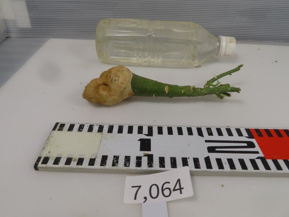 7064 「塊根植物」アデニア フルチコーサ 抜き苗【最新到着・多肉植物・Adenia fruticosa・フルティコーサ】の画像2