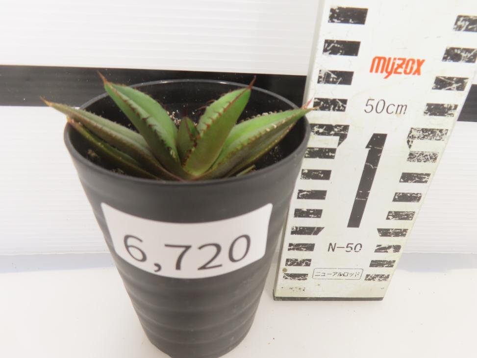 6720 「激レア高級品種】アガベ チタノタ 黒火 植え【発根・多肉植物・子株・Agave titanota Black Fire】の画像4