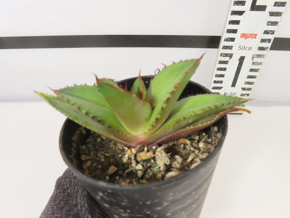 6717 「激レア高級品種】アガベ チタノタ 黒火 植え【発根・多肉植物・子株・Agave titanota Black Fire】の画像3