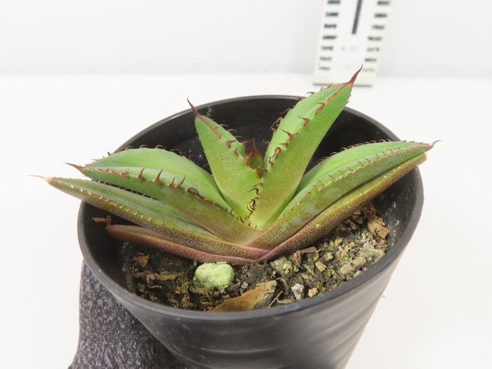 6716 「激レア高級品種】アガベ チタノタ 黒火 植え【発根・多肉植物・子株・Agave titanota Black Fire】_画像3