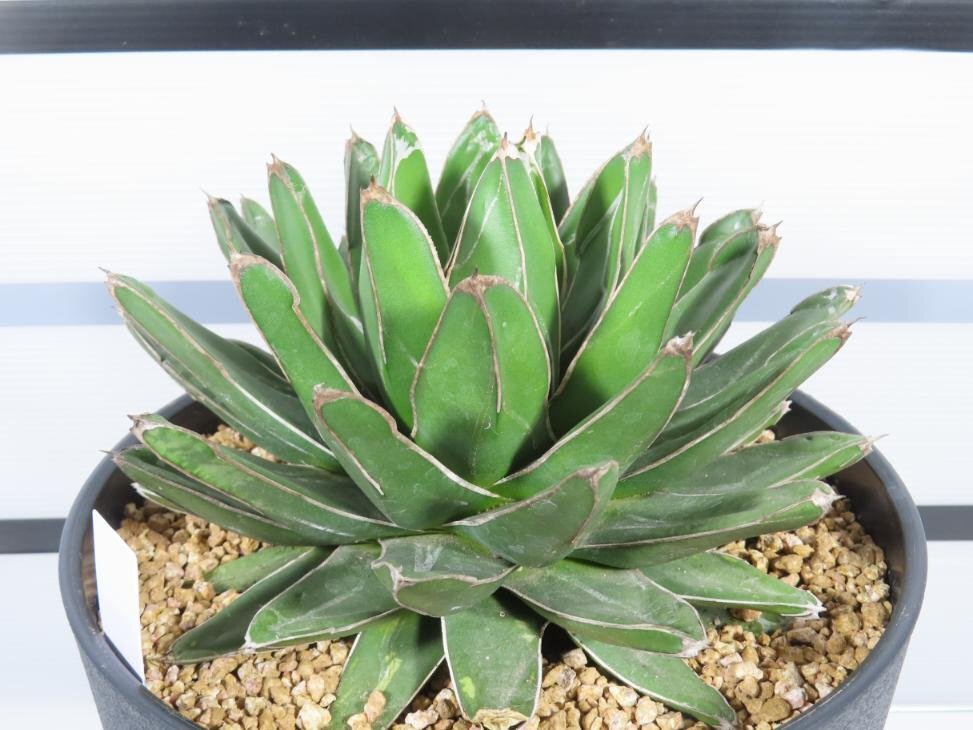 8105 「多肉植物I】アガベ ササノユキXL 植え【笹の雪・発根・Agave victoriae-reginae・購入でパキプス種子プレゼント】_画像7