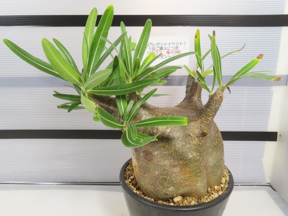 8402 「塊根植物」パキポディウム グラキリス ML 植え【未発根・多肉植物・gracilius・マダガスカル・購入でパキプス種子プレゼント】の画像5