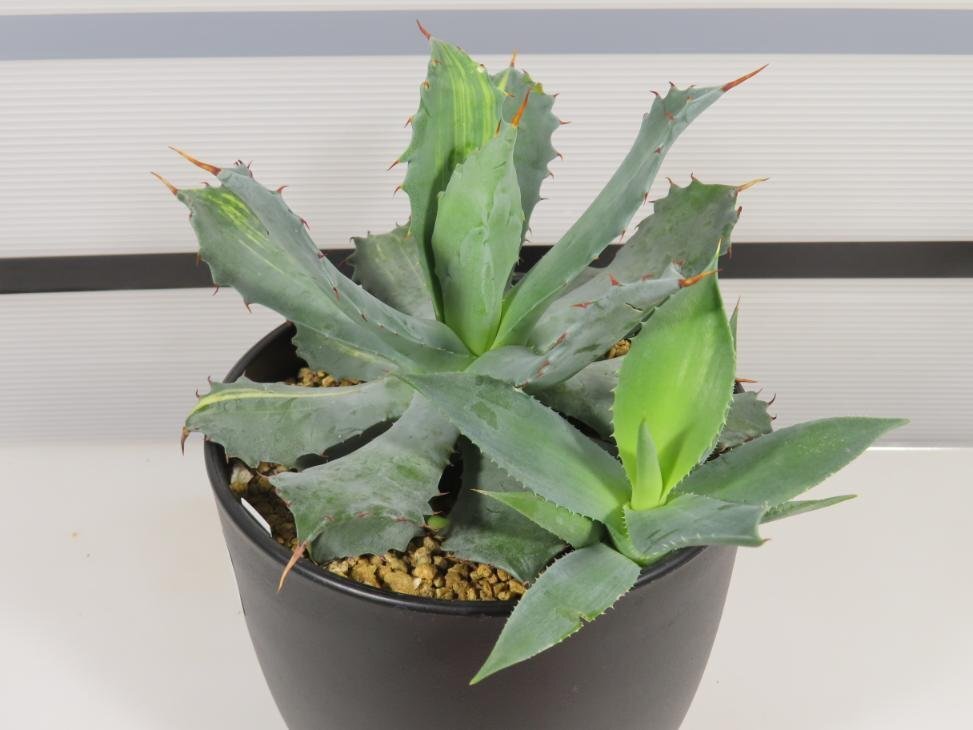 8095 「多肉植物I」アガベ チタノタ イシスメンシス 兜蟹錦 斑入り【Agave isthmensis・購入でパキプス種子プレゼント】の画像5