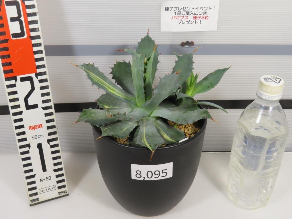 8095 「多肉植物I」アガベ チタノタ イシスメンシス 兜蟹錦 斑入り【Agave isthmensis・購入でパキプス種子プレゼント】の画像2