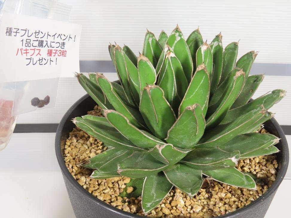 8103 「多肉植物I】アガベ ササノユキXL 植え【笹の雪・発根・Agave victoriae-reginae・購入でパキプス種子プレゼント】_画像1