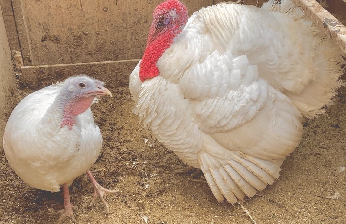 送料無料　ターキー　3個　白七面鳥　シチメンチョウ　七面鳥有精卵　ワイルド　ホワイト　有精卵　3月11日＆12日生まれ　合計３個_白七面鳥