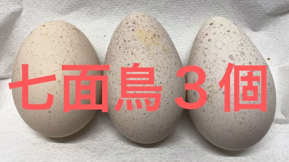 送料無料　ターキー　3個　白七面鳥　シチメンチョウ　七面鳥有精卵　ワイルド　ホワイト　有精卵　3月11日＆12日生まれ　合計３個_画像1