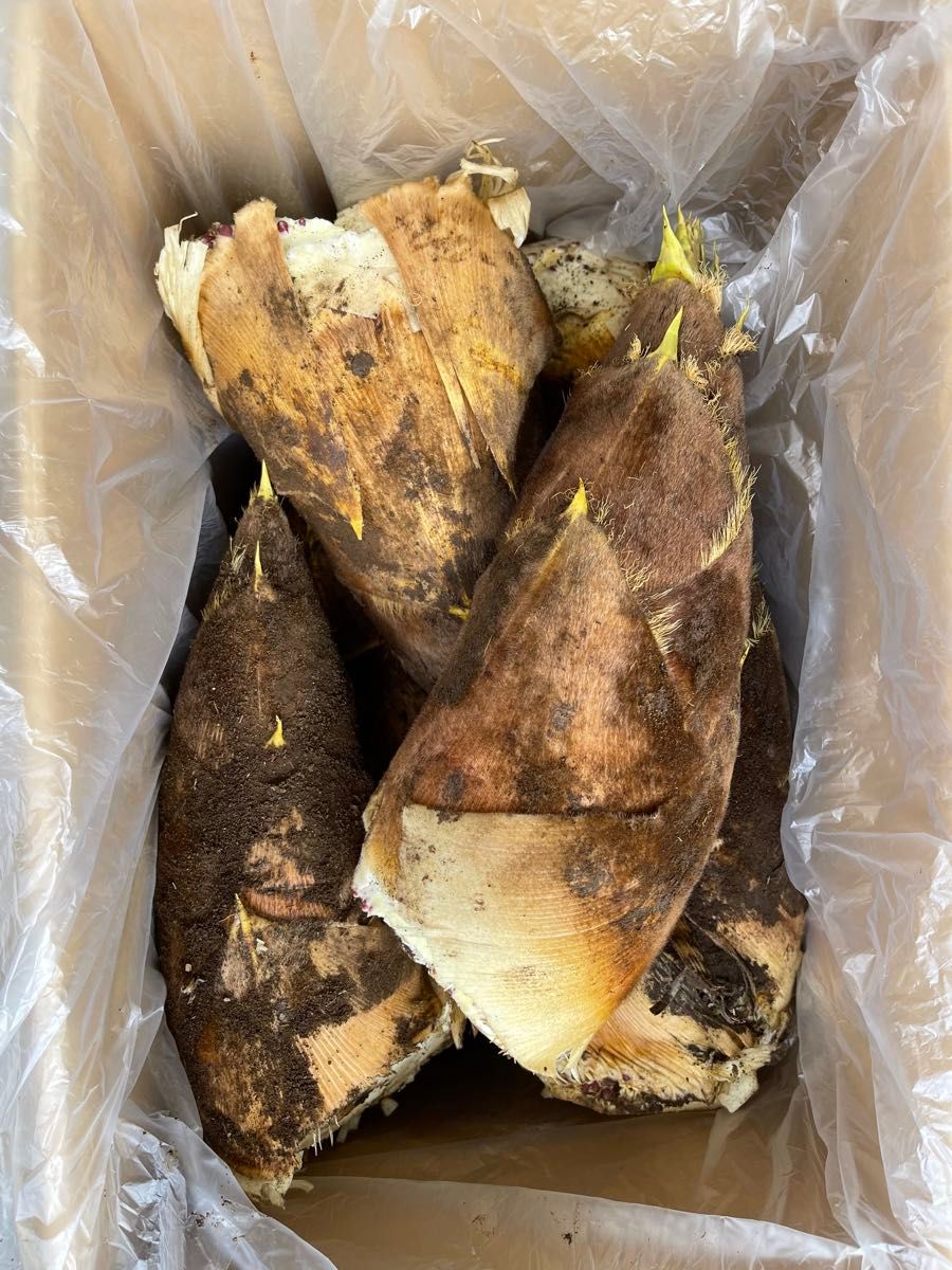 生たけのこ〟旬の絶品 タケノコ 5kg 千葉県産 超数量限定|Yahoo 生たけのこ〟旬の絶品 タケノコ 5kg 千葉県産 超数量限定|Yahoo