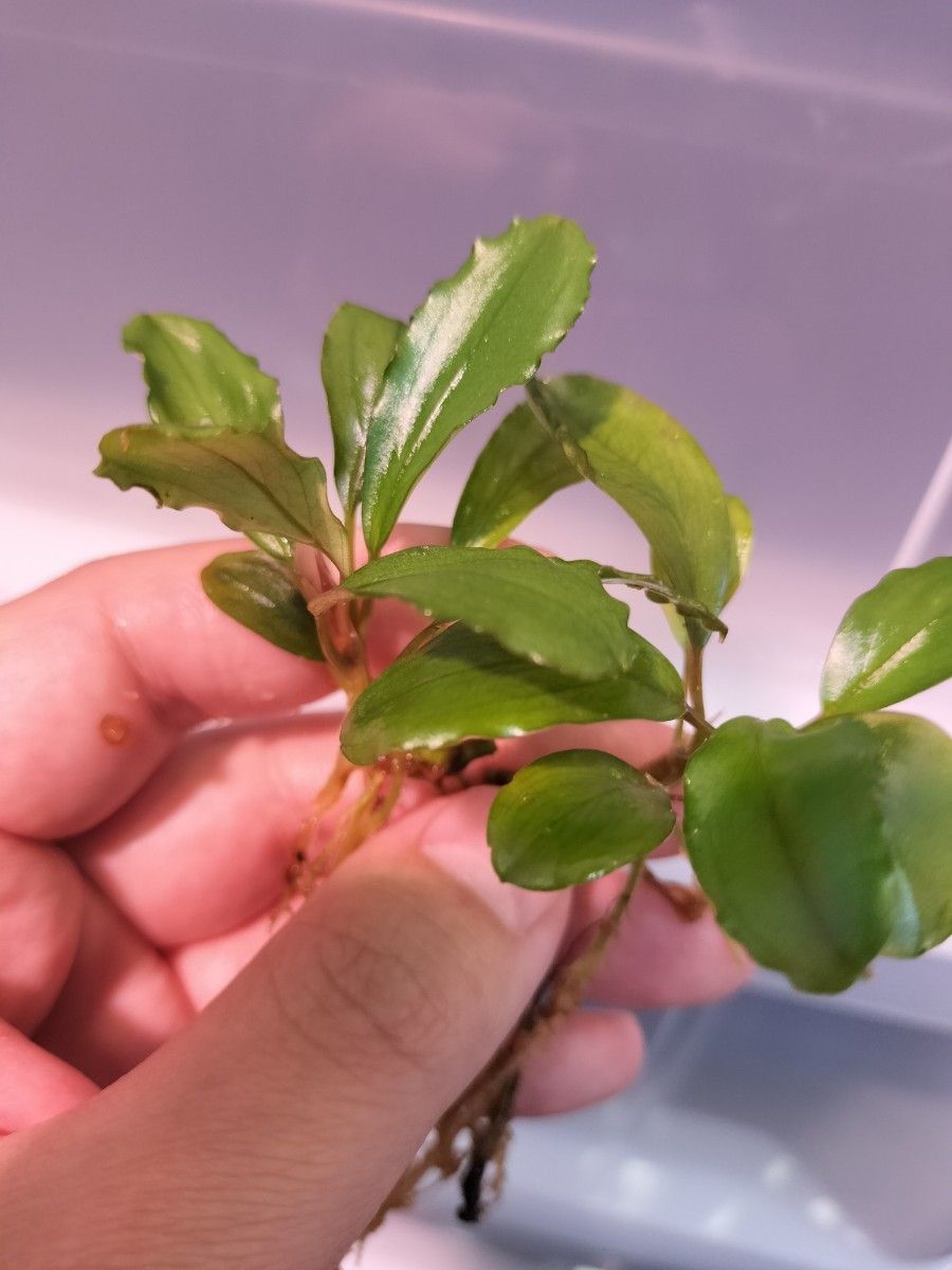 Bucephalandra ブセファランドラspグリーンヘレナ アクアリウム 熱帯植物