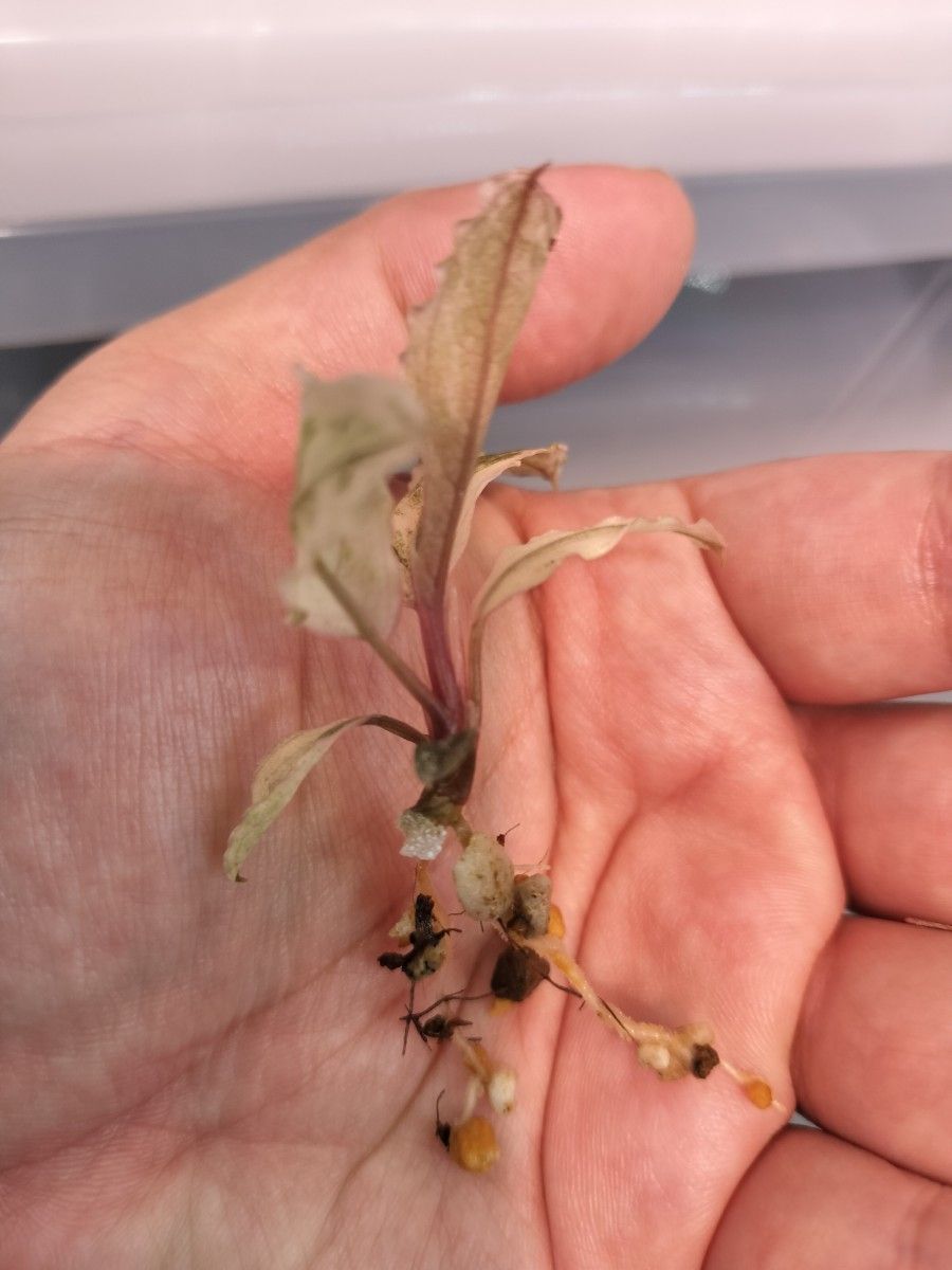 Bucephalandra sp ピンクバリエガータ ブセファランドラ ピンク Bucephalandra sp ピンクバリエガータ ブセファランドラ ピンク