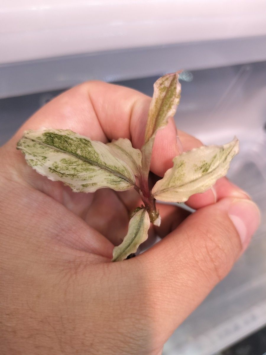 Bucephalandra sp ピンクバリエガータ ブセファランドラ ピンク Bucephalandra sp ピンクバリエガータ ブセファランドラ ピンク