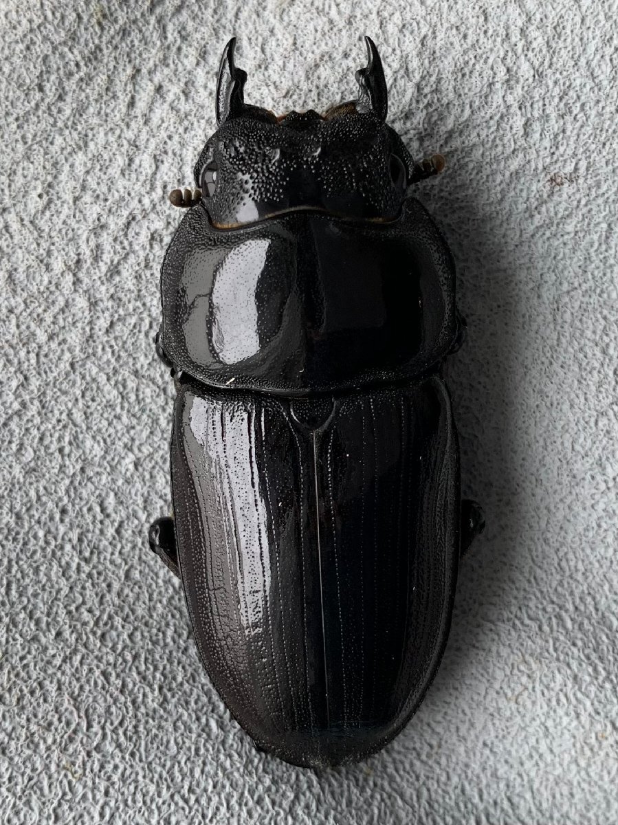 【ミナミ】能勢SR ♀51.7ｍｍ(91.2ｍｍ同腹）新成虫 オオクワガタ （繁殖個体）の画像1